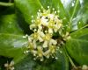 image of Euonymus fortunei