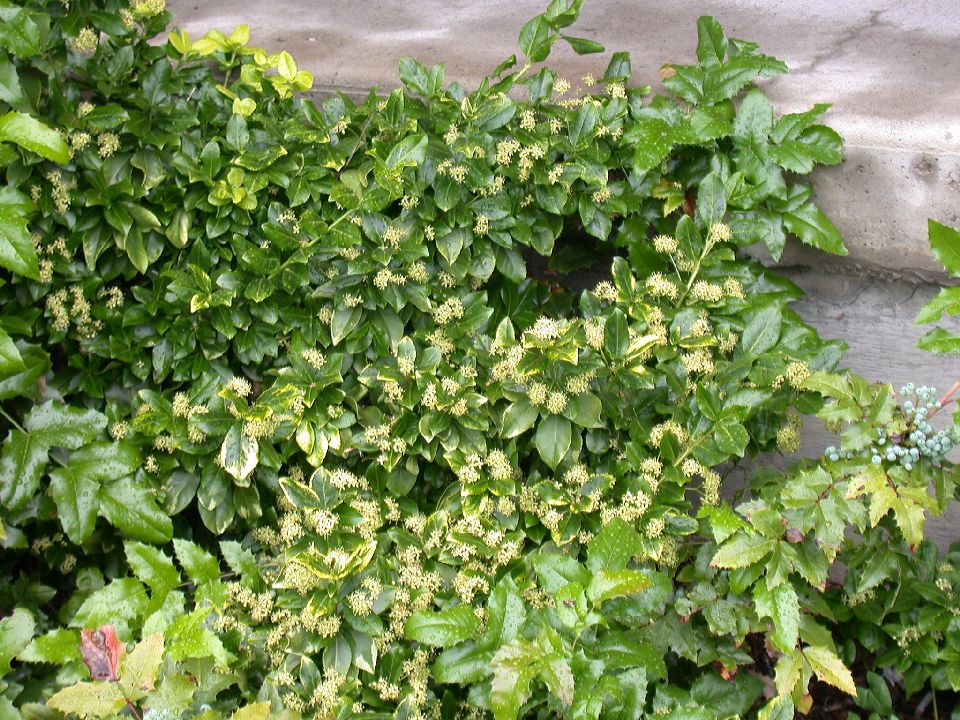 Celastraceae Euonymus fortunei