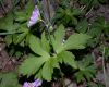 image of Geranium maculatum