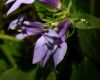 image of Lobelia siphilitica