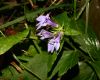image of Lobelia siphilitica