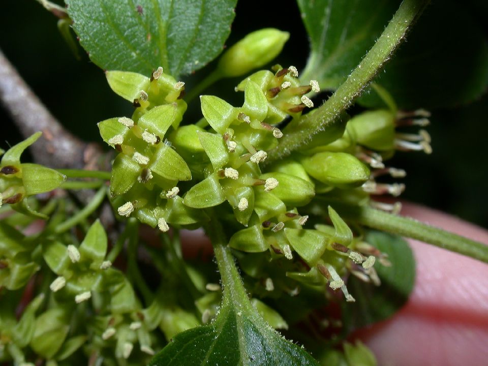 Rhamnaceae Rhamnus cathartica