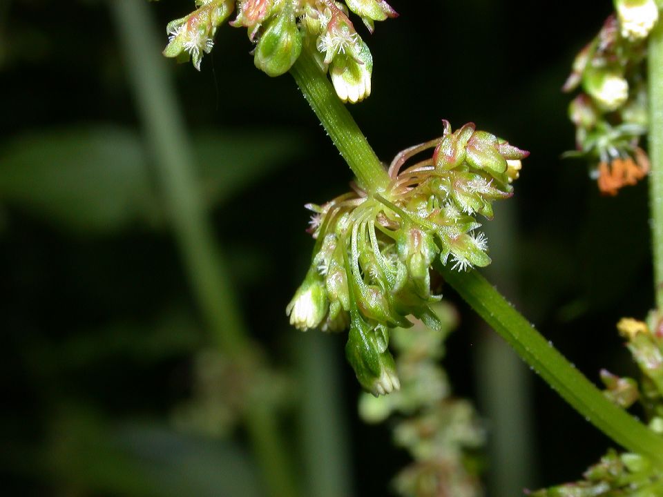Polygonaceae Rumex oblongifolius