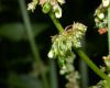 image of Rumex oblongifolius