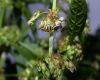 image of Rumex oblongifolius