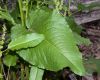 image of Rumex oblongifolius
