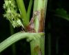 image of Rumex oblongifolius