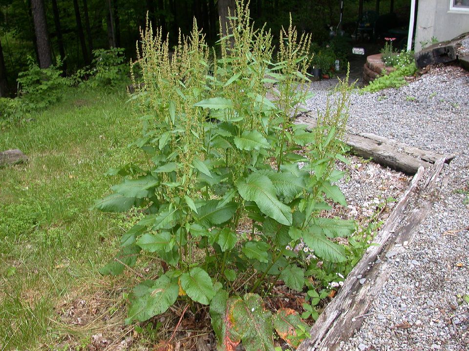 Polygonaceae Rumex oblongifolius