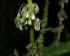 image of Rumex oblongifolius