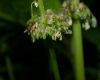 image of Rumex oblongifolius