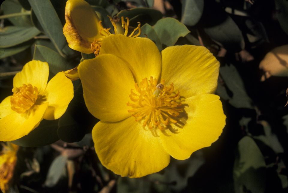 Papaveraceae Dendromecon rigidus