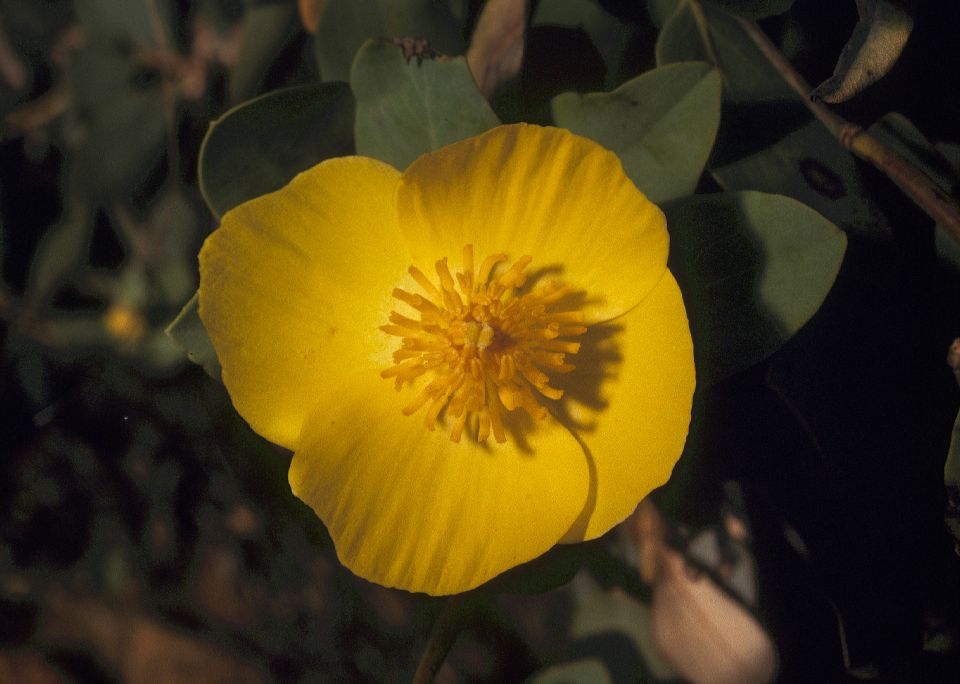 Papaveraceae Dendromecon rigidus