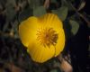 image of Dendromecon rigidus