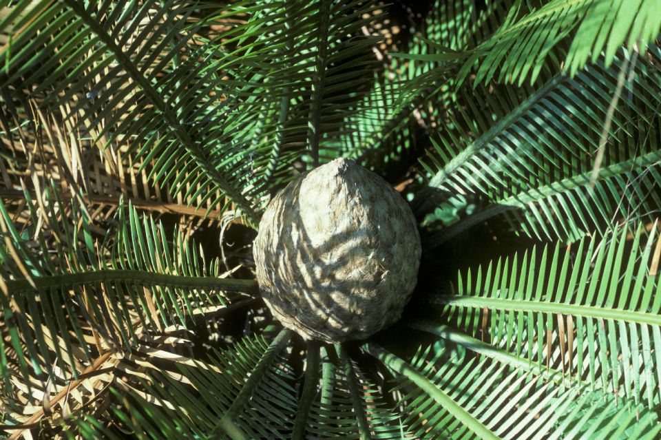 Zamiaceae Dioon 