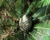 image of Dioon 