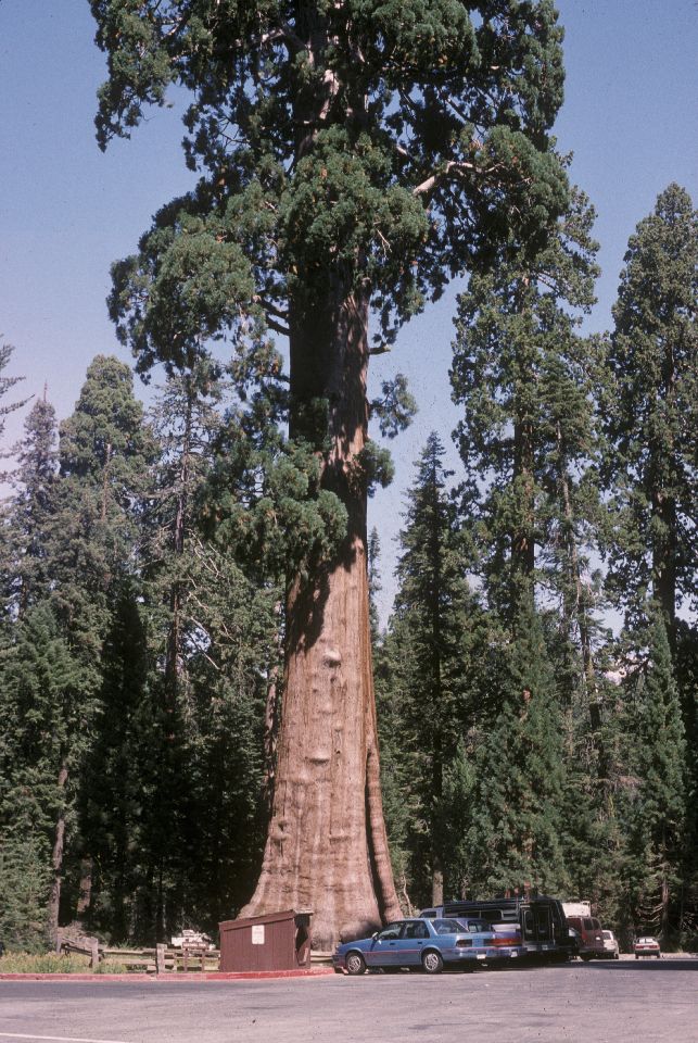 Cupressaceae Sequoiadendron gigantea