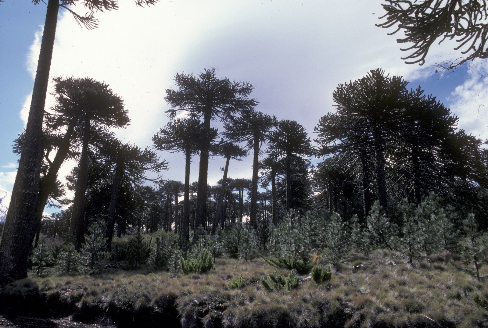 Araucariaceae Araucaria araucana