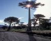 image of Araucaria araucana