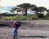 image of Araucaria araucana