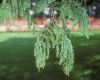 image of Metasequoia glyptosroboides