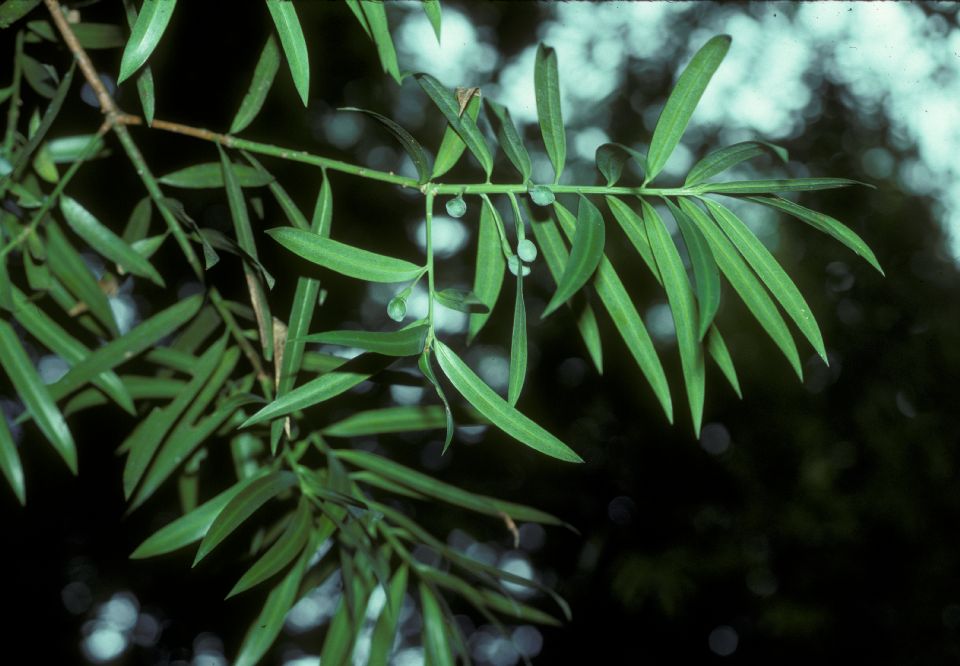 Podocarpaceae Podocarpus reichei