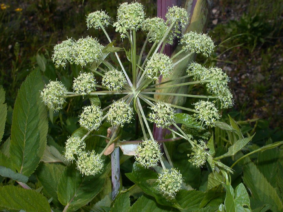 Apiaceae Angelica atropurpurea