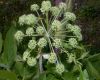 image of Angelica atropurpurea