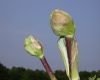 image of Angelica atropurpurea