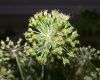 image of Angelica atropurpurea