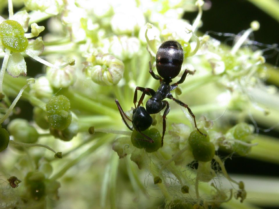 Formicidae  