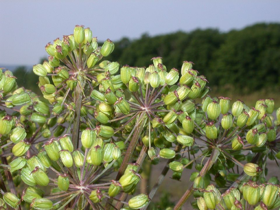 Apiaceae Angelica atropurpurea
