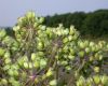 image of Angelica atropurpurea