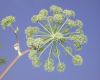 image of Angelica atropurpurea