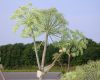 image of Angelica atropurpurea