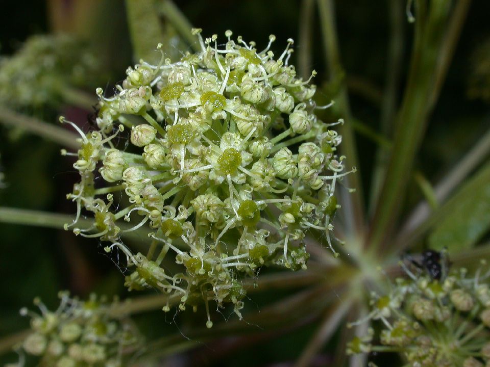 Apiaceae Angelica atropurpurea