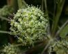image of Angelica atropurpurea