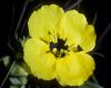 image of Oenothera drummondianus
