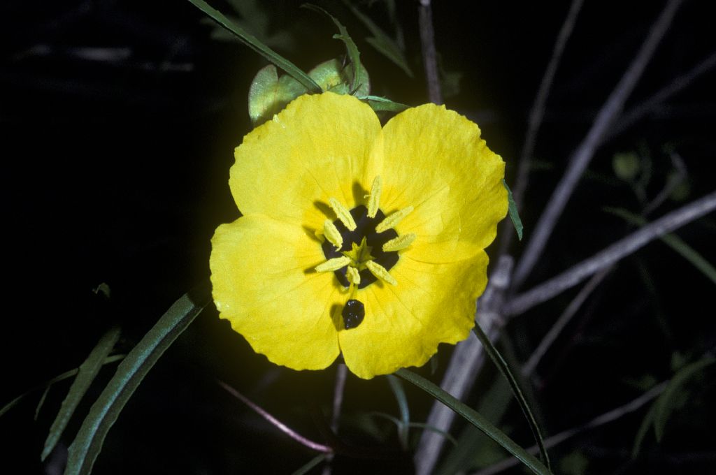 Onagraceae Oenothera drummondianus
