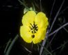 image of Oenothera drummondianus