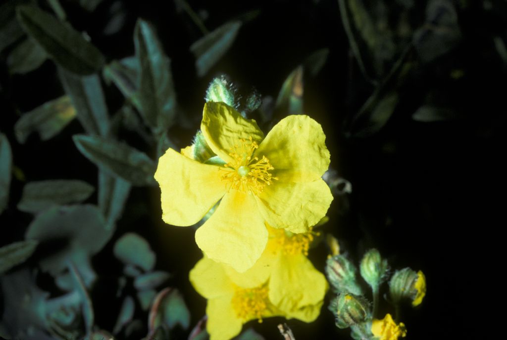 Cistaceae Helianthemum 
