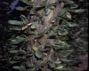 image of Fouquieria splendens