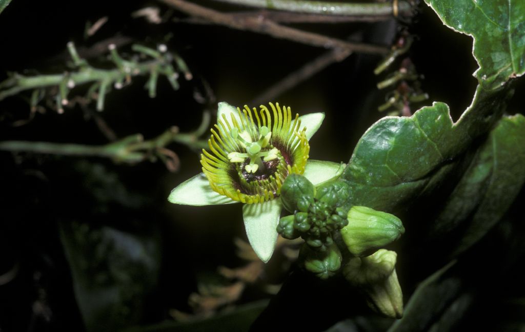 Passifloraceae  