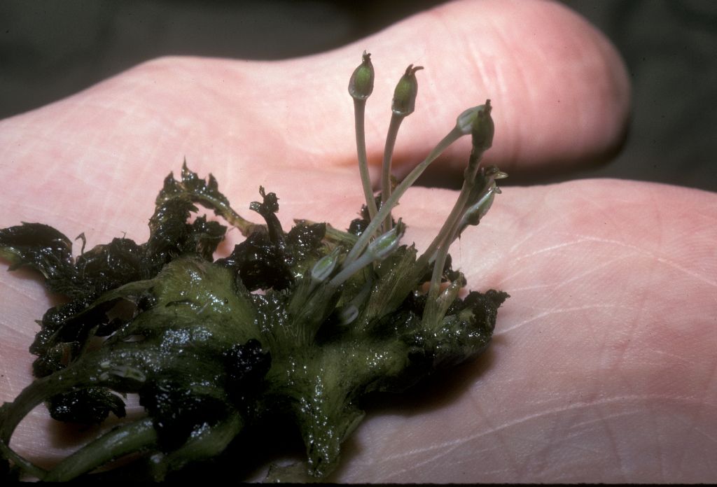 Podostemaceae Rhyncholacis 