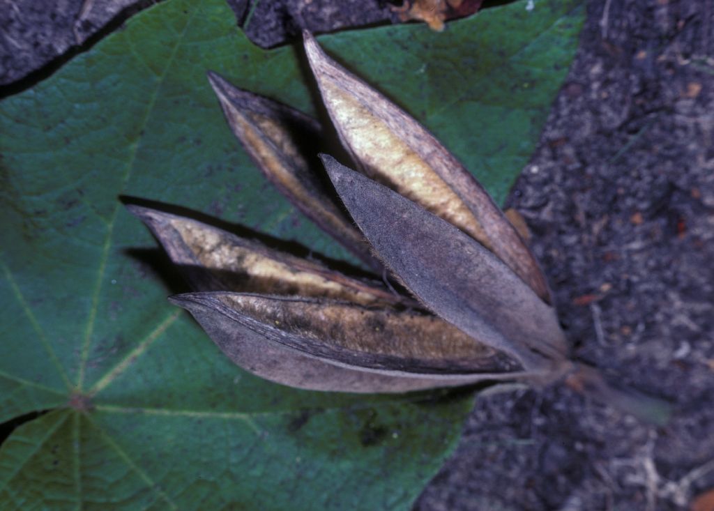Bombacaceae Chiranthodendron pentadactylon