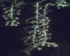 image of Coriaria 