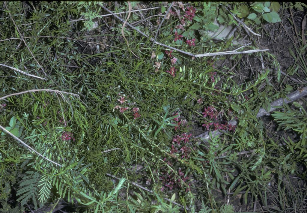 Krameriaceae Krameria lanceolata