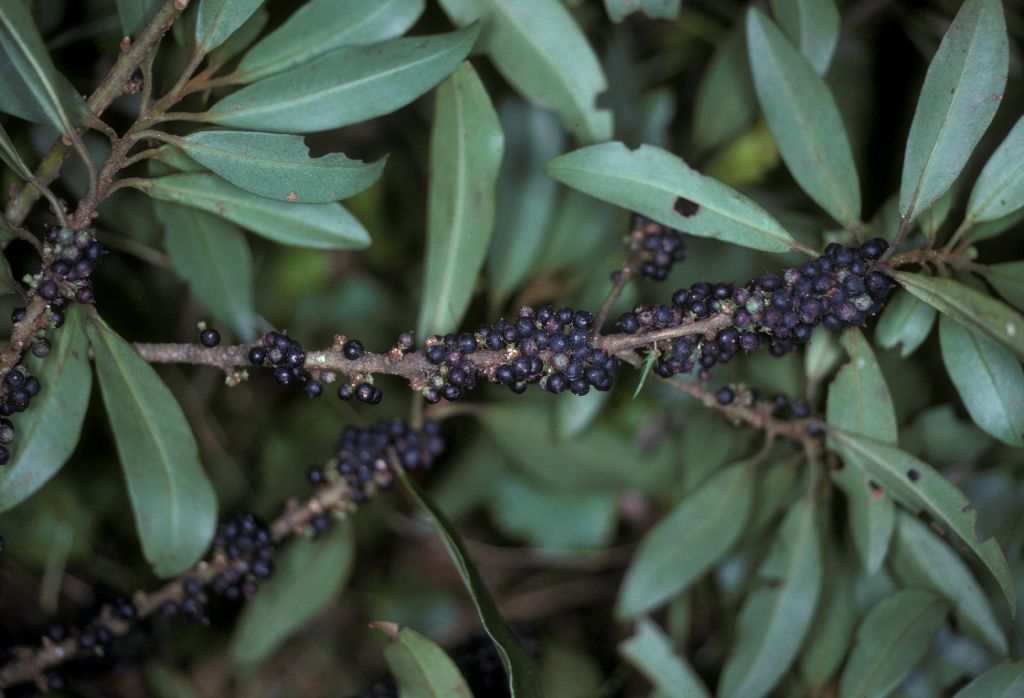 Primulaceae Myrsine 