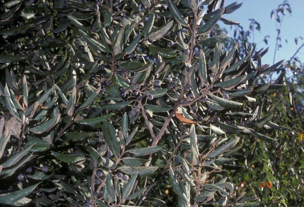 Lauraceae Persea lingue