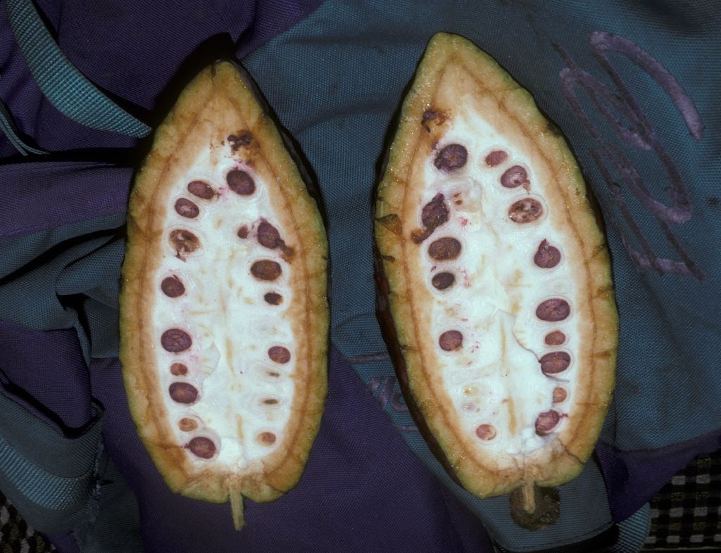 Byttneriaceae Theobroma cacao
