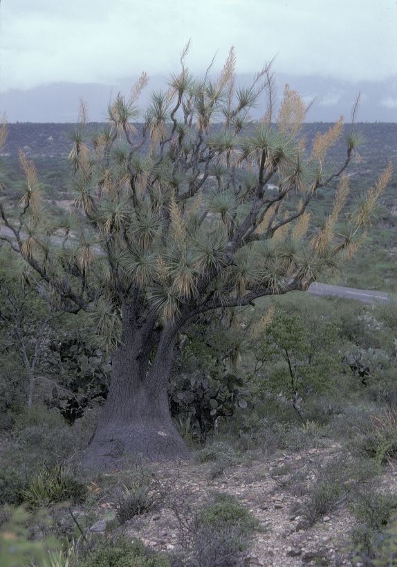 Asparagaceae Nolina stricta